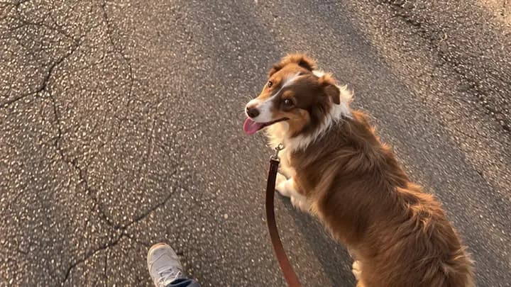o cachorro no passeio, olhando para trás
